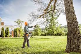 How Our Tree Care Process Works  in  Georgetown, IN