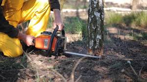 Best Tree Disease Treatment  in Georgetown, IN