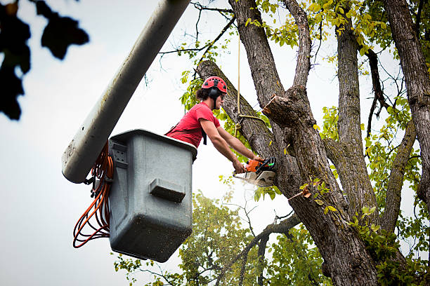 Best Tree Preservation Services  in Georgetown, IN